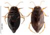 Oreodytes davisii